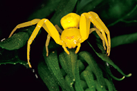 Misumena vatia